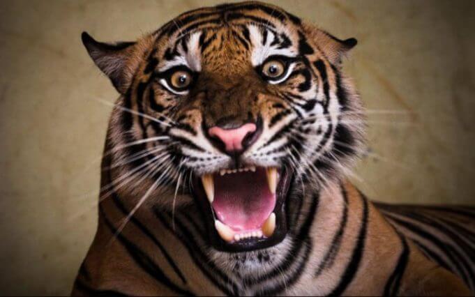 tigers-angry-tiger