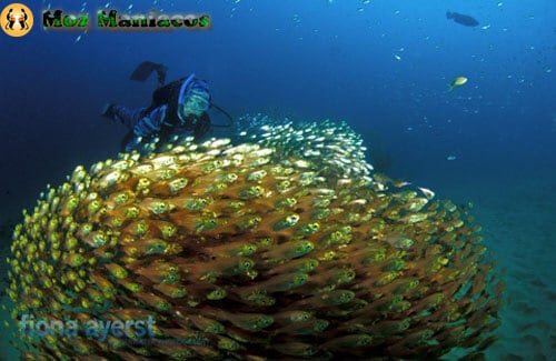2-mile-reef