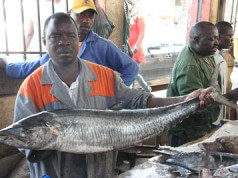 Viagem Por Moçambique: Mercado do Peixe, Maputo