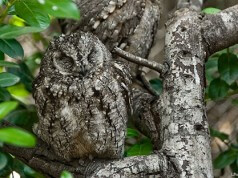 20 Fotos Impressionantes de Corujas Camufladas