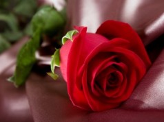 Uma rosa para Prostituta