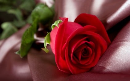 rosa-flor