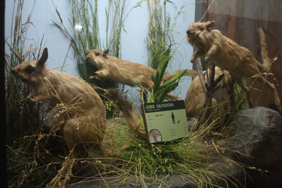 Museu de História Natural castores