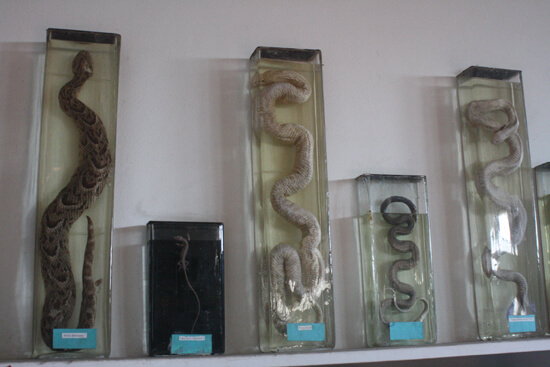 Museu de História Natural cobras