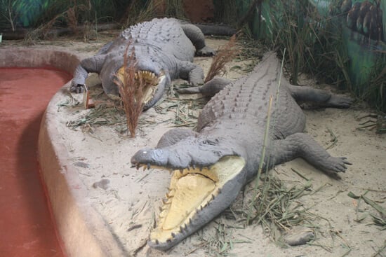 Museu de História Natural crocs