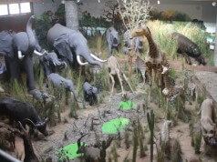 100 Anos do Museu de História Natural