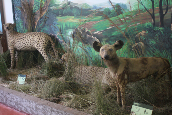 Museu de História Natural crocs