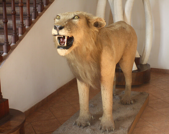 Museu de História Natural leao