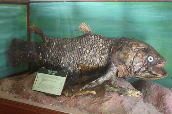 Museu de História Natural peixe carpa