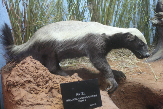 Museu de História Natural preguiça