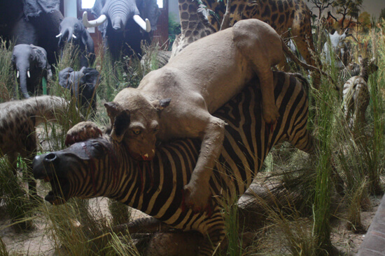 Museu de História Natural zebra