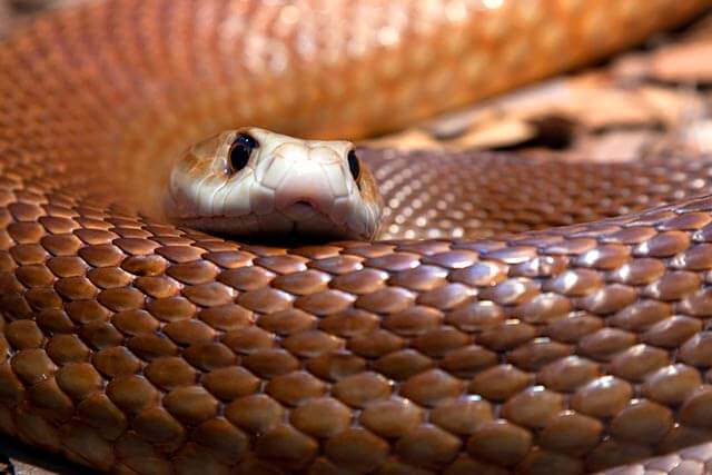 Cobra
