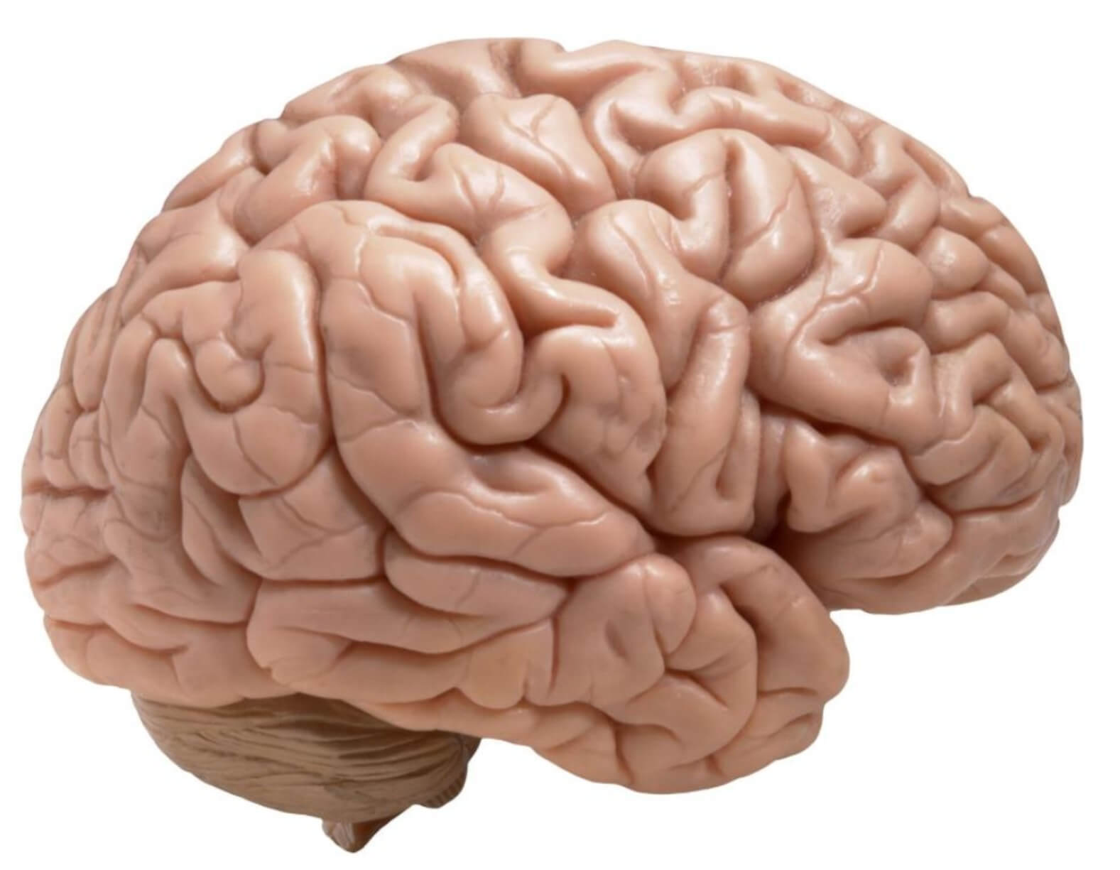 cerebro