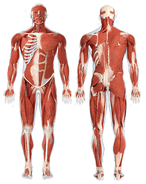 corpo humano