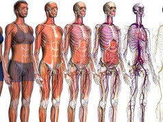 Conheça os órgãos que os seres humanos sobreviveriam sem eles
