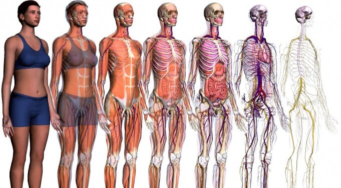 Corpo Humano