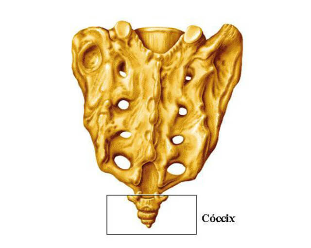 Cóccix