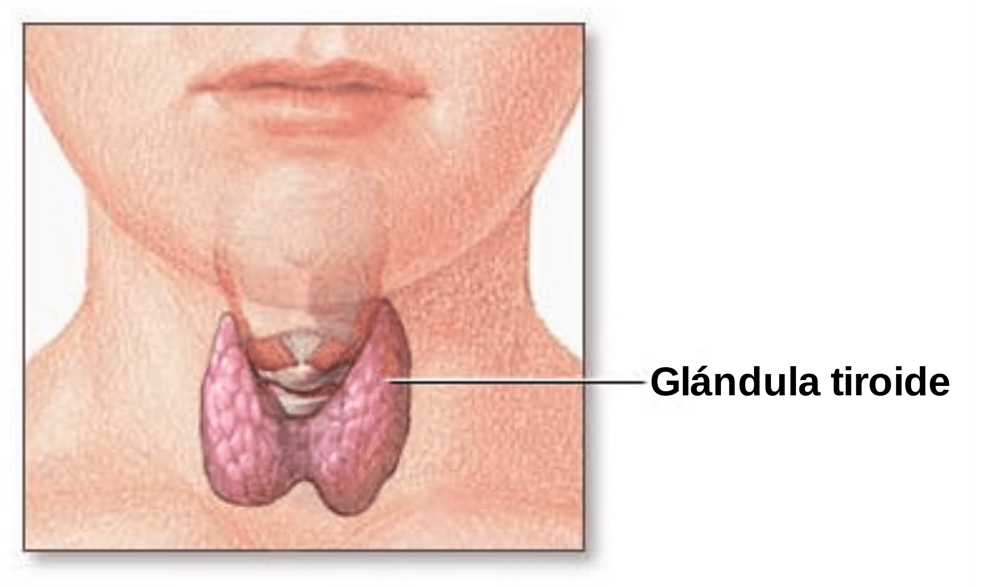 Glandula da tiroide