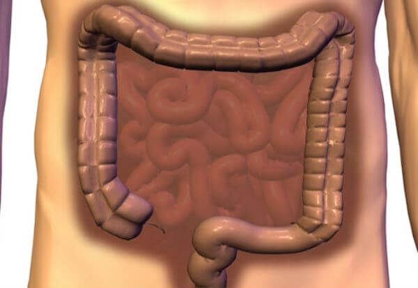 Intestino grosso