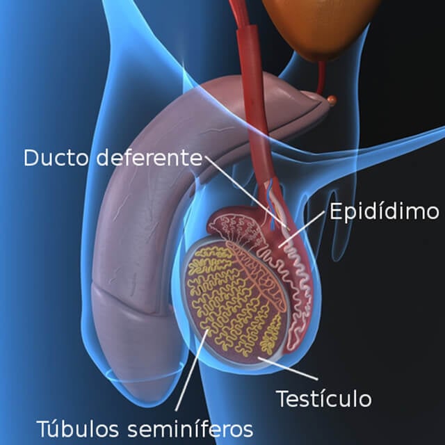 Testiculo