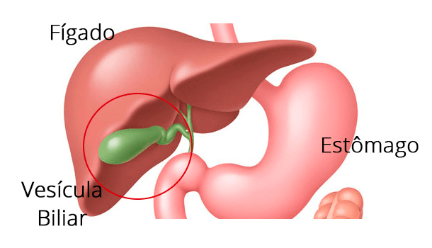 Vísicula desenho