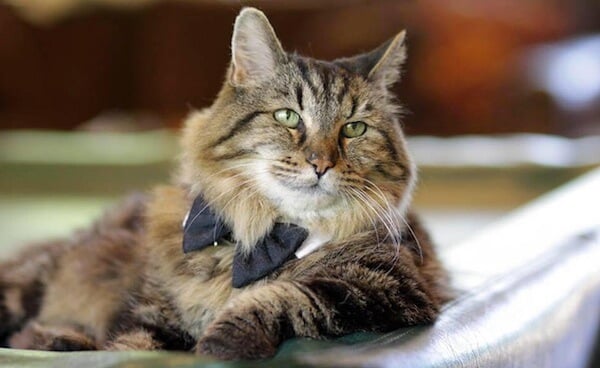 gato-mais-velho
