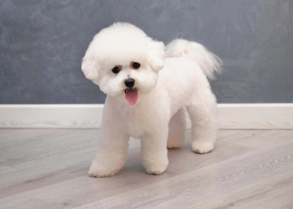 Bichon Frisé