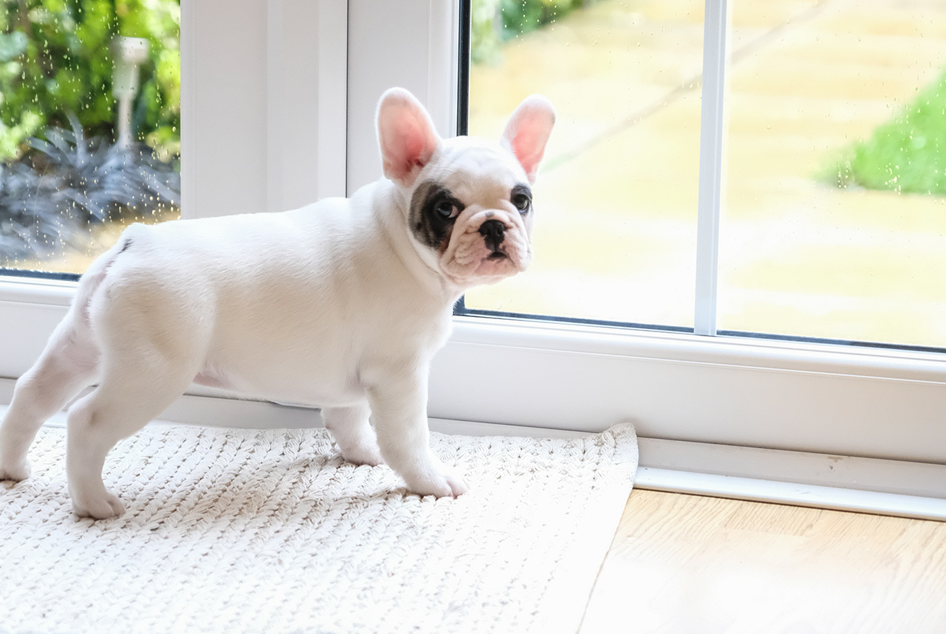 Buldogue Francês