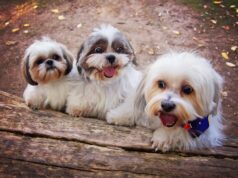 Cachorros para criar dentro de casa
