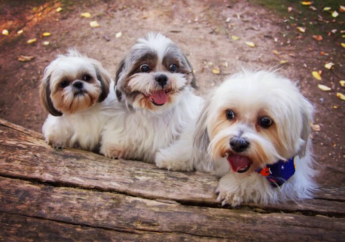 Cachorros para criar dentro de casa