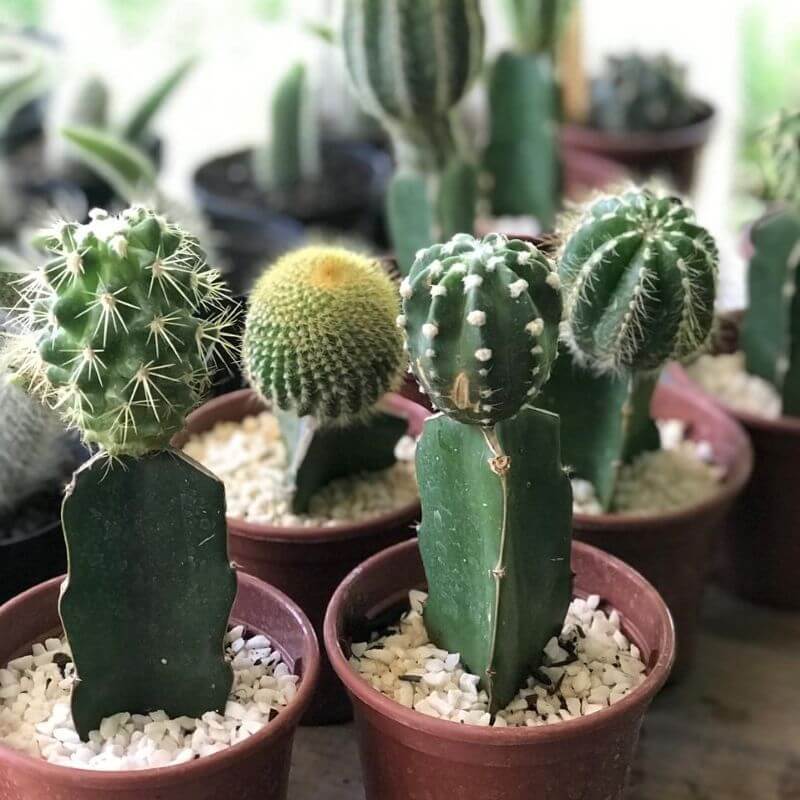 Cactos
