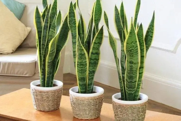 Espada-de-São-Jorge (Sansevieria)