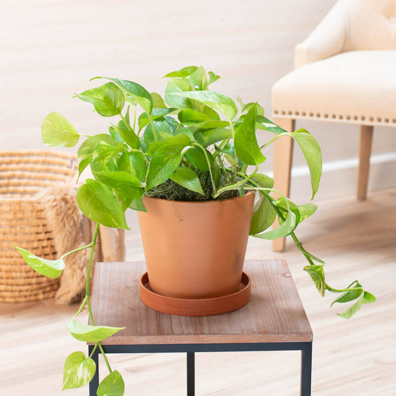 Pothos (Epipremnum aureum)