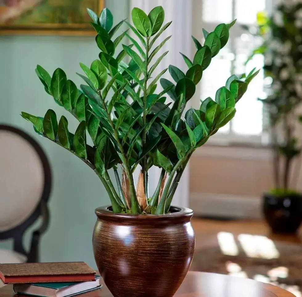 Zamioculca (Zamioculcas Zamiifolia)