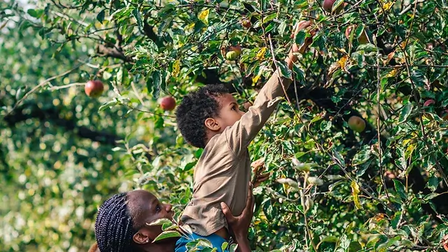 Descubra as melhores árvores de fruto para ter no seu quintal