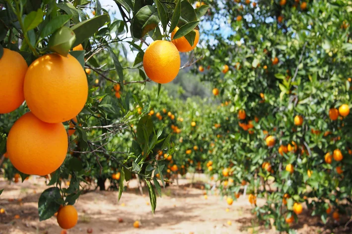 Laranjeira