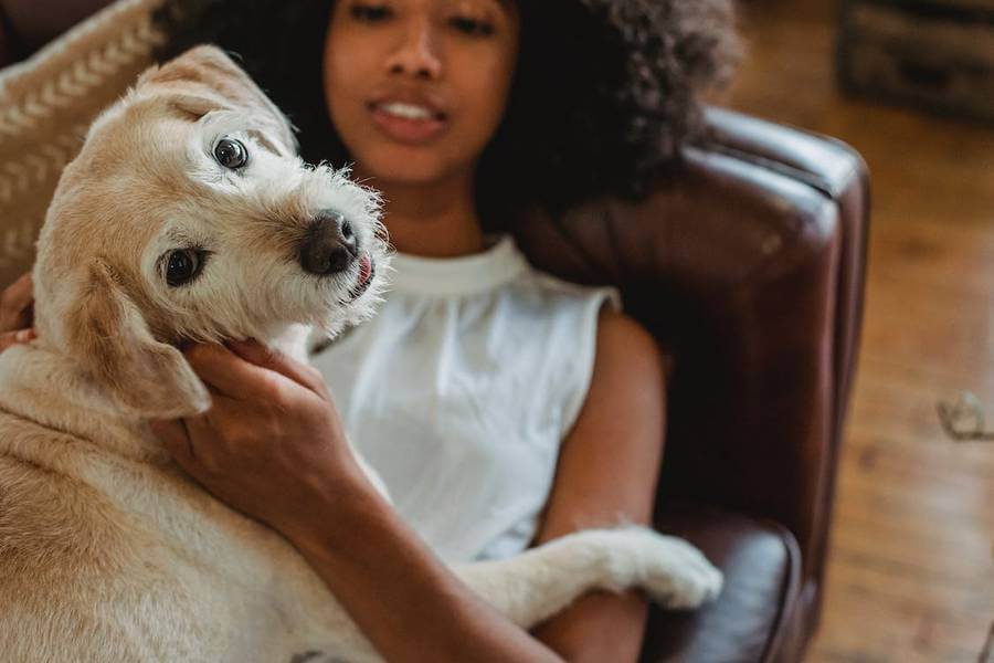 Serviços de Cuidado de Animais