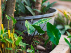Transforme o seu quintal com estas plantas incríveis