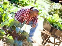 Legumes ideais para cultivar no quintal de casa