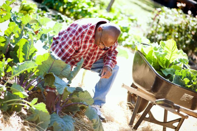 Legumes ideais para cultivar no quintal de casa