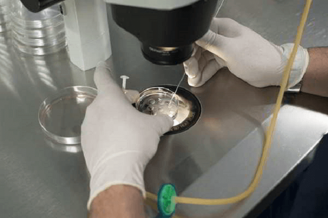 Diminuição da fertilidade e taxas de conceção