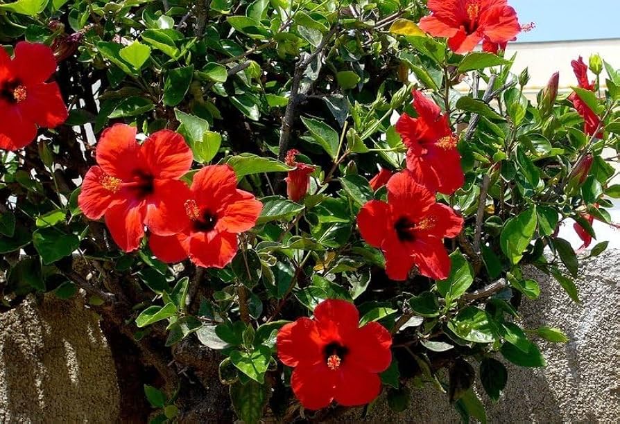 Hibiscos