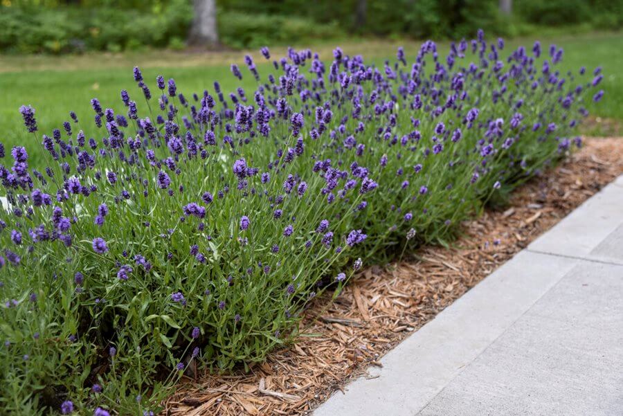 Lavanda