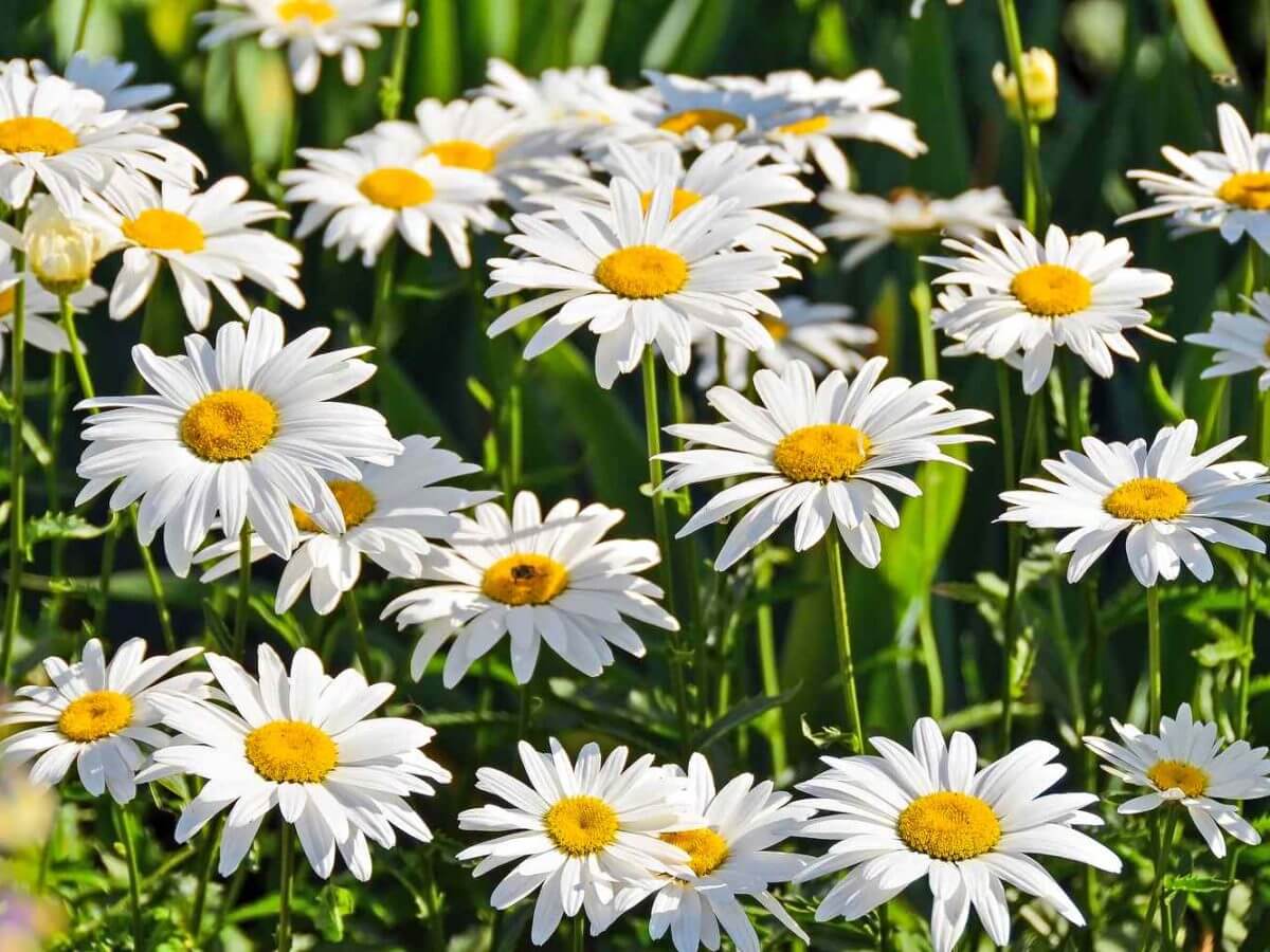 Margaridas