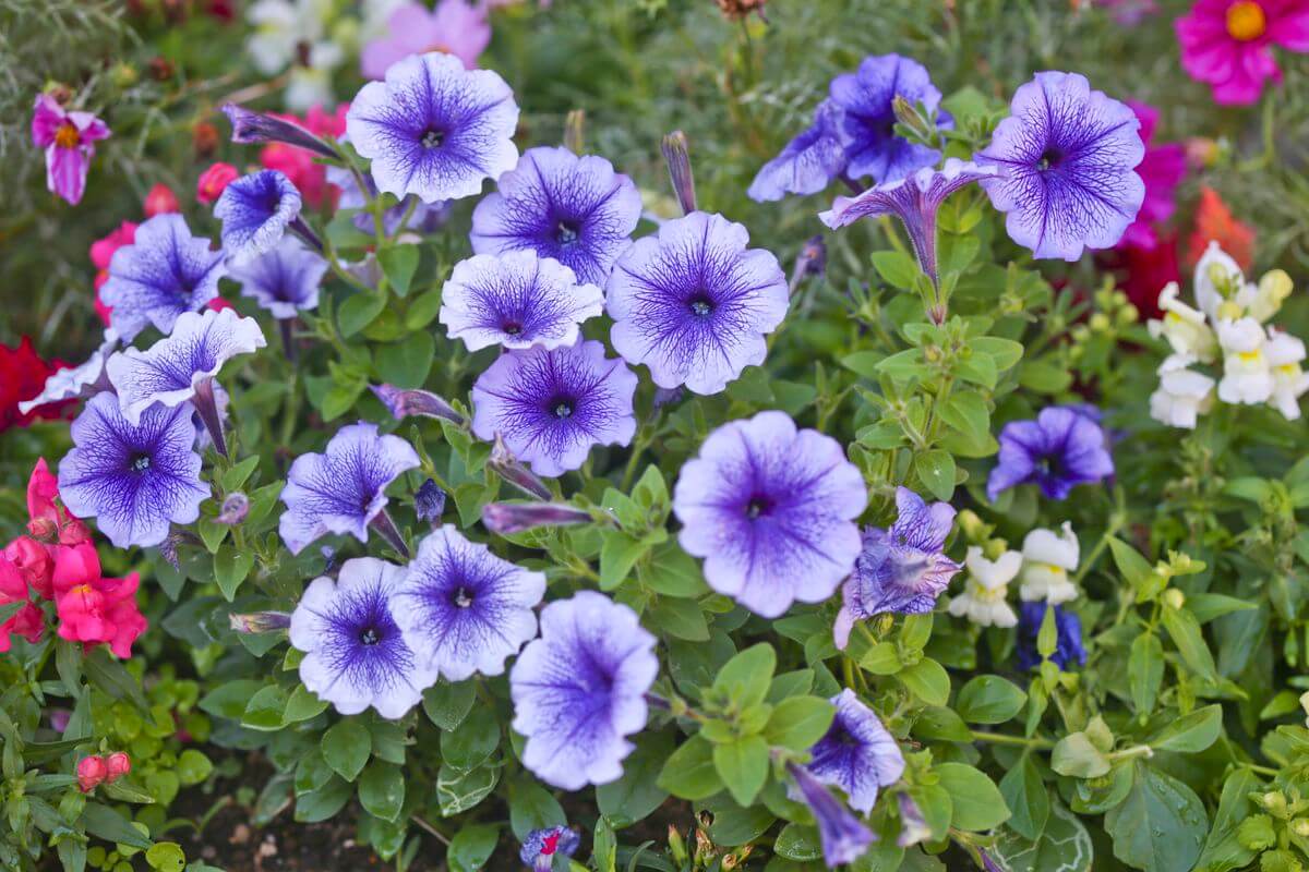 Petúnias