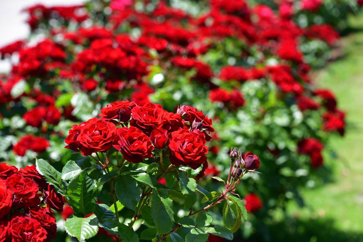 Rosas