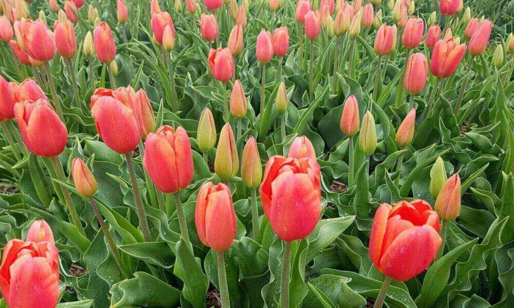 Tulipas