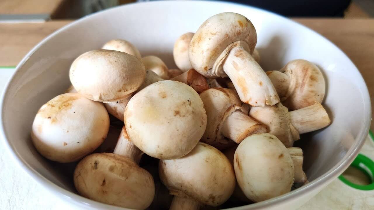 Cogumelos
