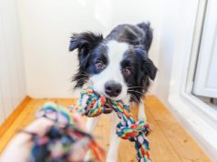 Como estimular a mente do seu cão com brinquedos