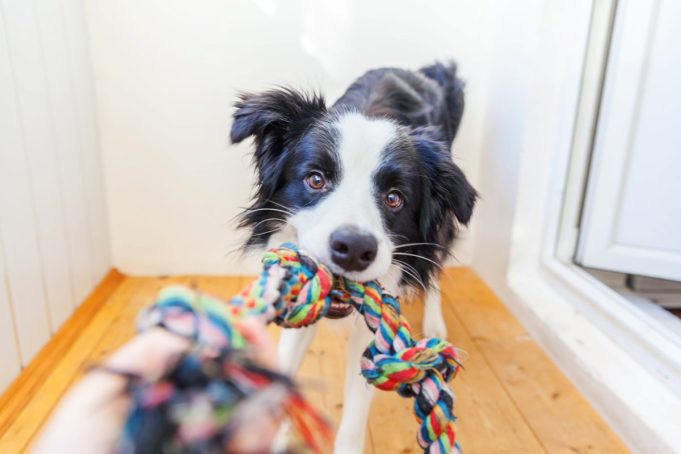 Como estimular a mente do seu cão com brinquedos